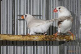 KOT-2670 キンカチョウCFWの雄雌で | キットウココ ペット部