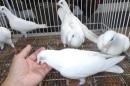 HT-974　挿し餌して育てたレース鳩　更新
