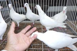 HT-974　挿し餌して育てたレース鳩　更新
