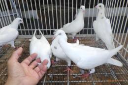 HT-974　挿し餌して育てたレース鳩　更新