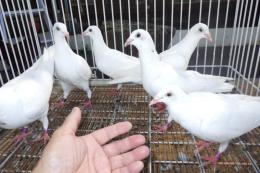 HT-974　挿し餌して育てたレース鳩　更新