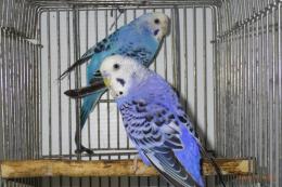 IN-4186 セキセイインコ・バイオレットとコバルトブルーで