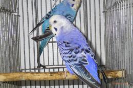 紺色　インコ様 5000000086704_01.jpg