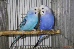 IN-4186 セキセイインコ・バイオレットとコバルトブルーで