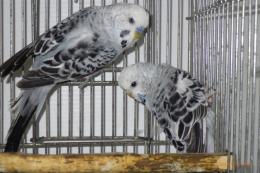 せきせいいんこ sekiseiinko03.jpg