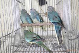IN-3998 ヒムネキキョウインコ・ブルーの雌　若