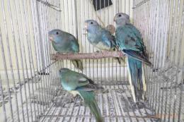 IN-3998 ヒムネキキョウインコ・ブルーの雌　若