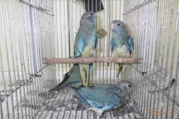 IN-3998 ヒムネキキョウインコ・ブルーの雌　若