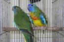 IN-3999　ヒムネキキョウインコ若　雄雌で