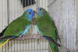 IN-3999　ヒムネキキョウインコ若　雄雌で