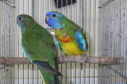 IN-3999　ヒムネキキョウインコ若　雄雌で