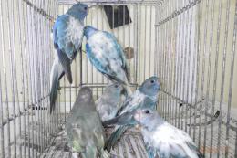 IN-4000　ヒムネキキョウインコ・ブルーオパーリンパイド　雄雌で若