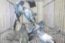 IN-4000　ヒムネキキョウインコ・ブルーオパーリンパイド　雄雌で若