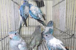 IN-4000　ヒムネキキョウインコ・ブルーオパーリンパイド　雄雌で若