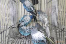 IN-4000　ヒムネキキョウインコ・ブルーオパーリンパイド　雄雌で若