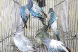 IN-4000　ヒムネキキョウインコ・ブルーオパーリンパイド　雄雌で若