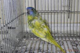 IN-4001　ヒムネキキョウインコ・ブルーヘッドイエローオパーリン若雄