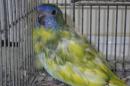 IN-4001　ヒムネキキョウインコ・ブルーヘッドイエローオパーリン若雄
