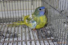 IN-4001　ヒムネキキョウインコ・ブルーヘッドイエローオパーリン若雄