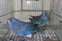IN-4002　ヒムネキキョウインコ　ブルー若雄雌で