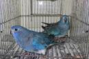 IN-4002　ヒムネキキョウインコ　ブルー若雄雌で