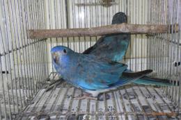 IN-4002　ヒムネキキョウインコ　ブルー若雄雌で