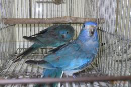 IN-4002　ヒムネキキョウインコ　ブルー若雄雌で