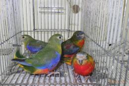 IN-4003　キキョウインコ・モーブ　若雄雌で　転記更新