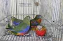 IN-4003　キキョウインコ・モーブ　若雄雌で