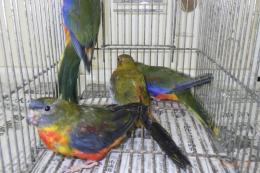 IN-4003　キキョウインコ・モーブ　若雄雌で　転記更新