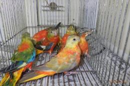 IN-4004　キキョウインコ・レッドオパーリン　全部雌(雄入荷転記)