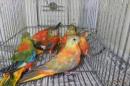 IN-4004　キキョウインコ・レッドオパーリン　全部雌