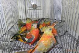 IN-4004　キキョウインコ・レッドオパーリン　全部雌(雄入荷転記)