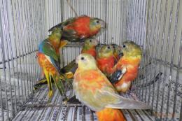 IN-4004　キキョウインコ・レッドオパーリン　全部雌(雄入荷転記)