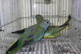 IN-4005　キキョウインコ　若の雄雌で