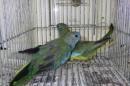 IN-4005　キキョウインコ　若の雄雌で