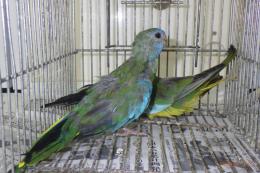 IN-4005　キキョウインコ　若の雄雌で