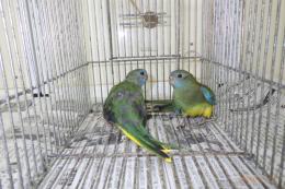 IN-4005　キキョウインコ　若の雄雌で