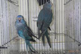 IN-4006　ヒムネキキョウインコ・若　雄雌で