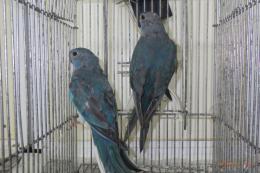IN-4006　ヒムネキキョウインコ・若　雄雌で