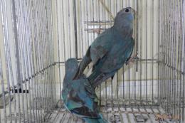 IN-4006　ヒムネキキョウインコ・若　雄雌で
