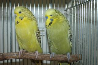 In 1106 賞用ジャンボセキセイインコ ペアで キットウココ ペット部