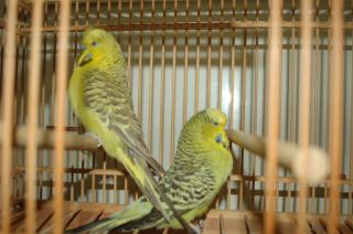 IN-1111 賞用ジャンボセキセイインコ ペアで | キットウココ ペット部