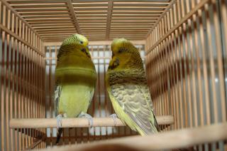 IN-1111 賞用ジャンボセキセイインコ ペアで | キットウココ ペット部