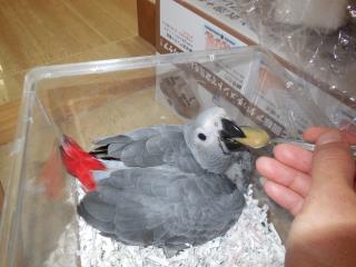 IN-1588 フィリピンBII舎　「ヨウム」雛鳥