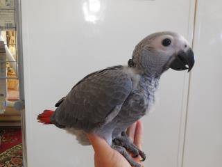 IN-1588 フィリピンBII舎　「ヨウム」雛鳥