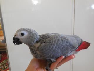 IN-1588 フィリピンBII舎　「ヨウム」雛鳥