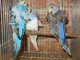 In 15 羽衣セキセイインコ雄1雌2の3羽で キットウココ ペット部 In 15 羽衣セキセイインコ雄1雌2の3羽で キットウココ ペット部