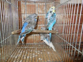 IN-1589 羽衣セキセイインコ雄1雌2の3羽で | キットウココ ペット部