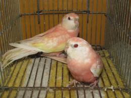 In 3474 アキクサインコ ルビノー 若1羽の価格 キットウココ ペット部